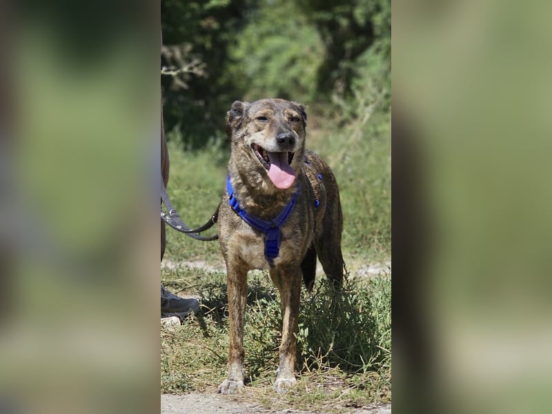 Boris - beeindruckender Hund mit großem Potential!