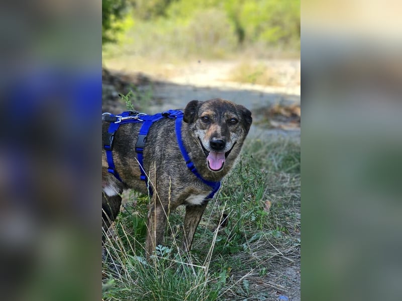 Boris - beeindruckender Hund mit großem Potential!