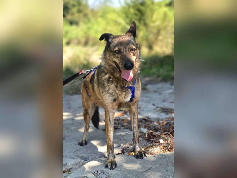 Lola - tolle Hündin mit riesigem Potenzial