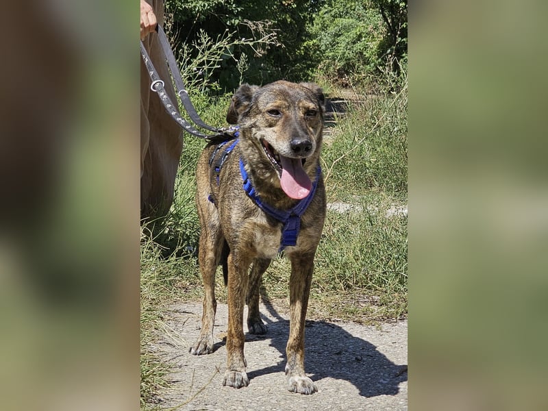 Boris - beeindruckender Hund mit großem Potential!