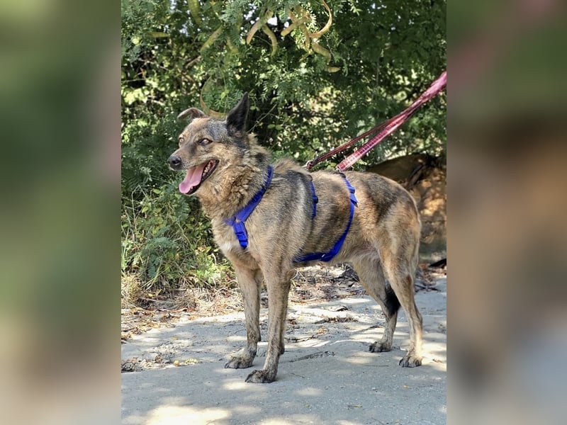 Lola - tolle Hündin mit riesigem Potenzial