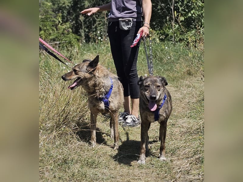 Boris - beeindruckender Hund mit großem Potential!
