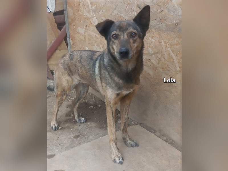 Lola - tolle Hündin mit riesigem Potenzial