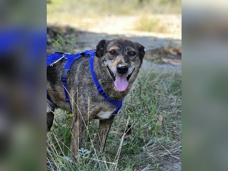 Boris - beeindruckender Hund mit großem Potential!