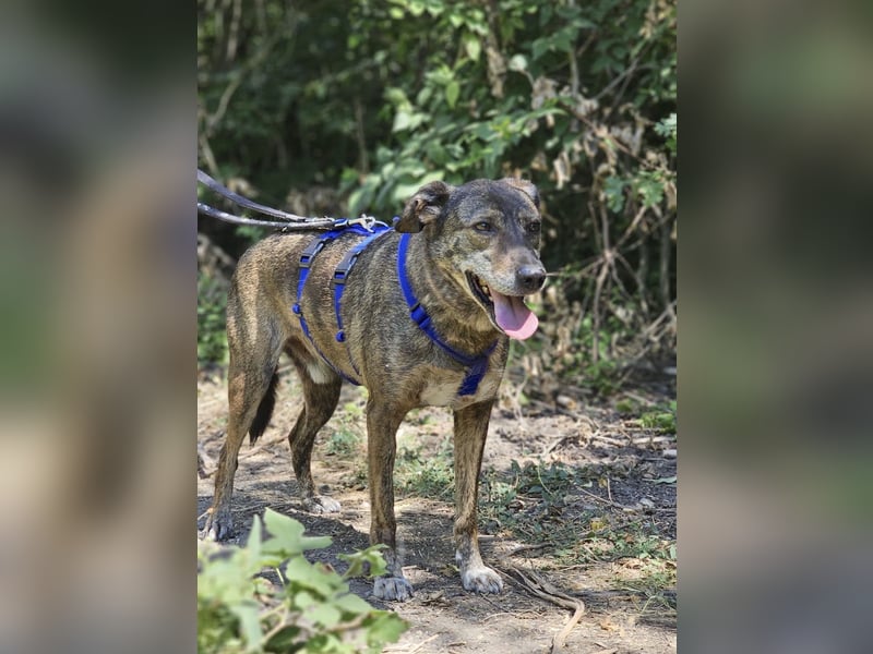 Boris - beeindruckender Hund mit großem Potential!