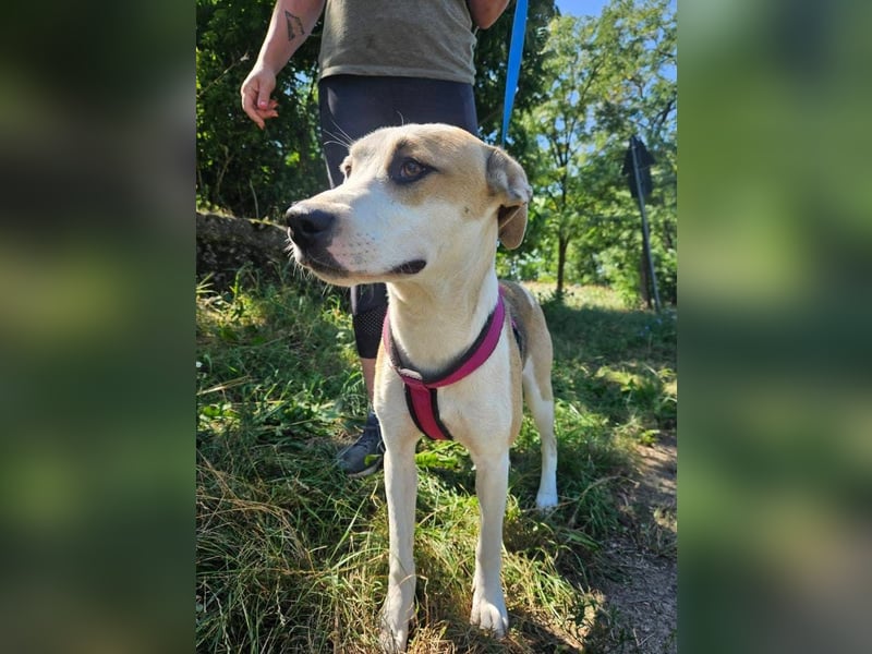 Summer, lebhafte Hündin bereit ihre Familie zu finden!