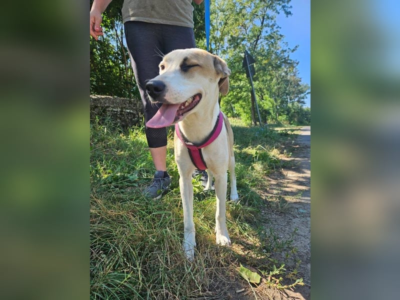 Summer, lebhafte Hündin bereit ihre Familie zu finden!