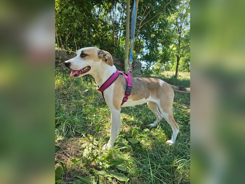 Summer, lebhafte Hündin bereit ihre Familie zu finden!