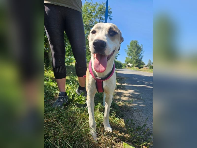 Summer, lebhafte Hündin bereit ihre Familie zu finden!