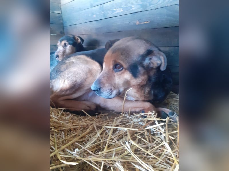 Corcky, sucht einen Gnadenplatz