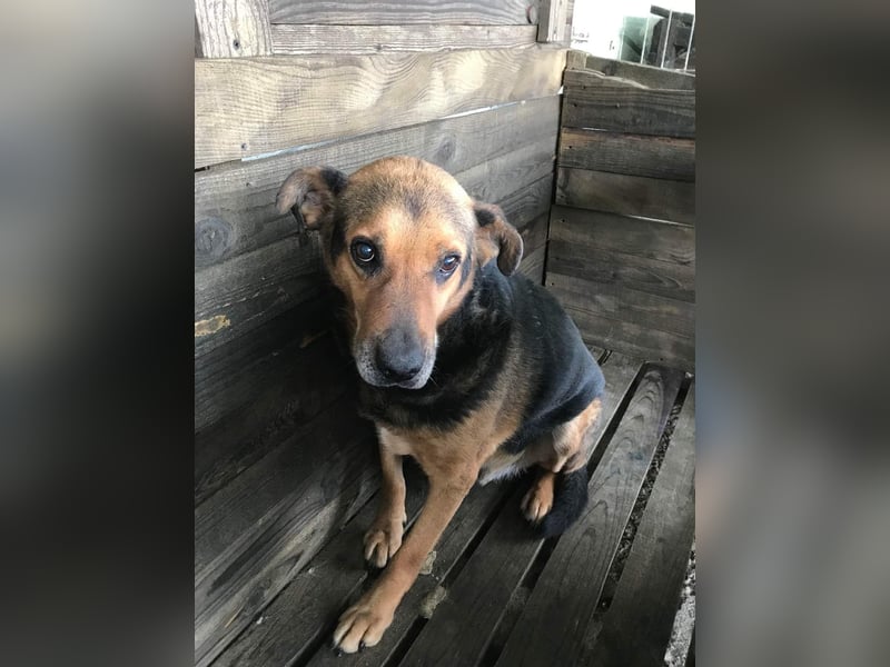 Corcky, sucht einen Gnadenplatz