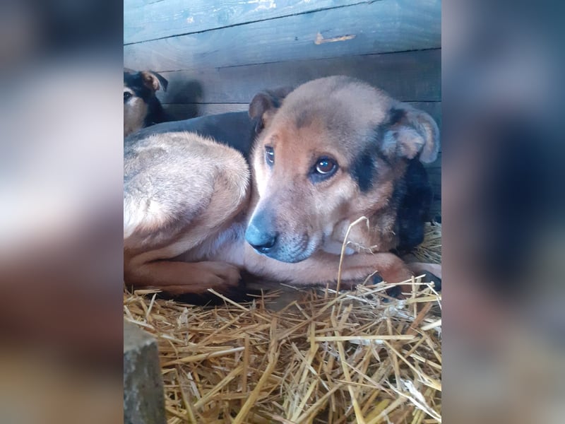 Corcky, sucht einen Gnadenplatz
