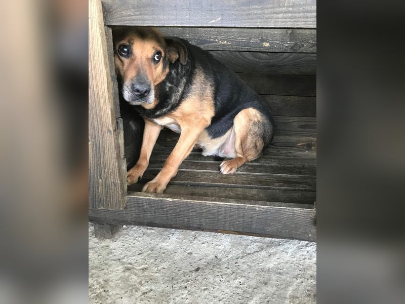Corcky, sucht einen Gnadenplatz
