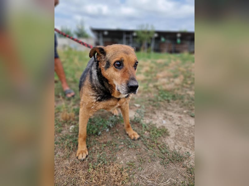 Corcky, sucht einen Gnadenplatz