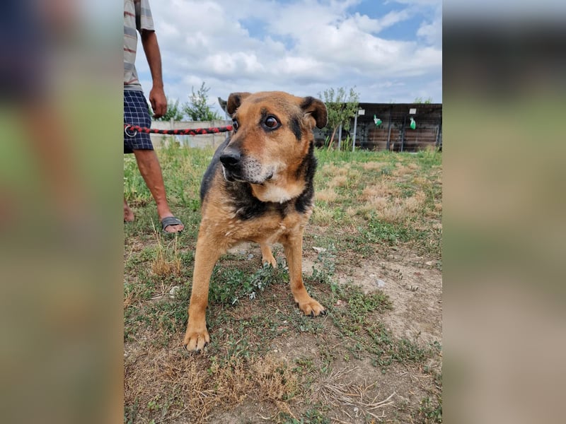 Corcky, sucht einen Gnadenplatz