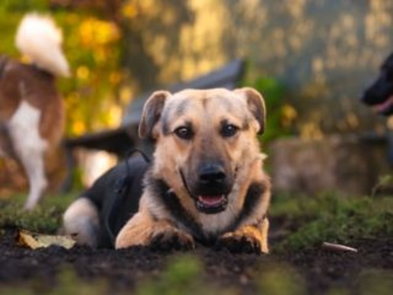 HENRIETTA-sanfte Seele auf der Suche nach Vertrauen und Liebe