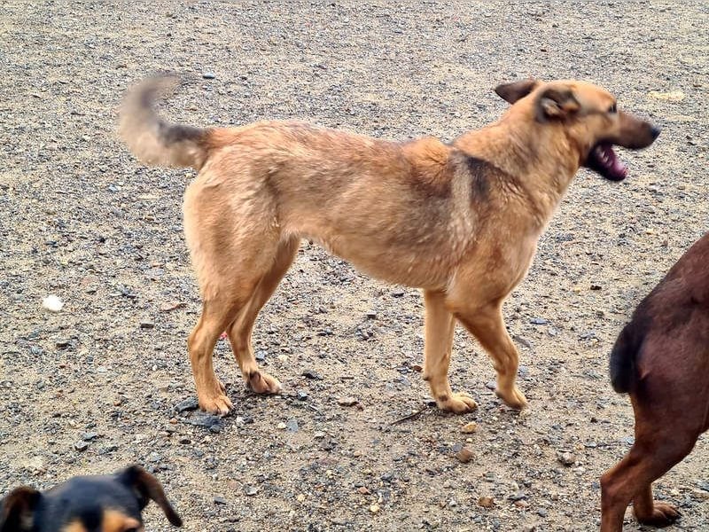 Bildschöne GINGER-liebe, sanfte, soziale, gehorsame, verschmuste Seele sucht Zuhause