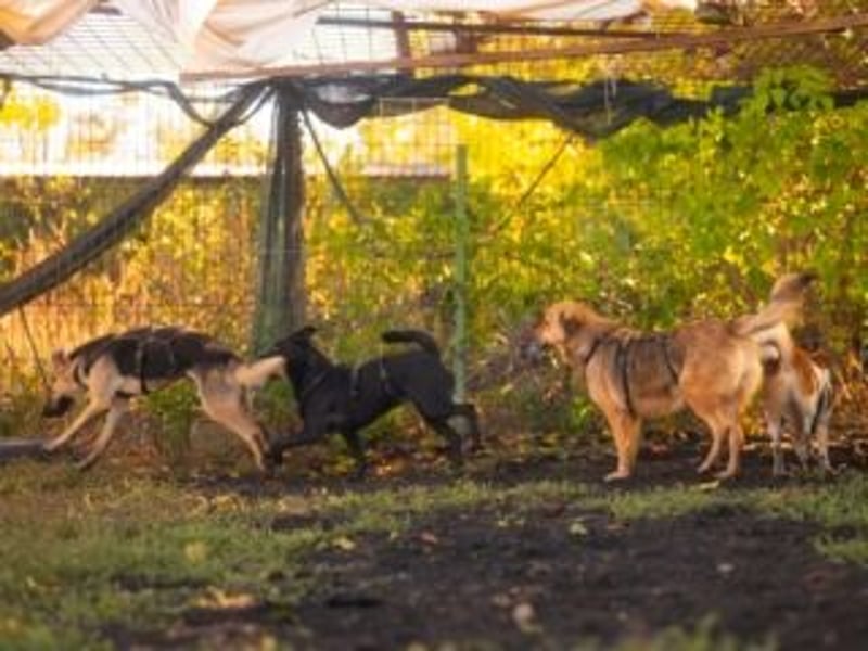 HENRIETTA-sanfte Seele auf der Suche nach Vertrauen und Liebe