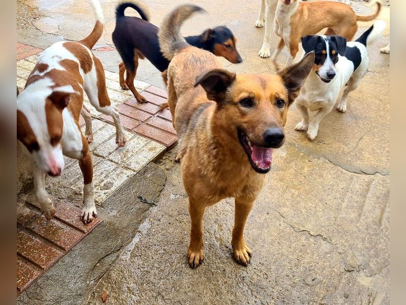 Bildschöne GINGER-liebe, sanfte, soziale, gehorsame, verschmuste Seele sucht Zuhause