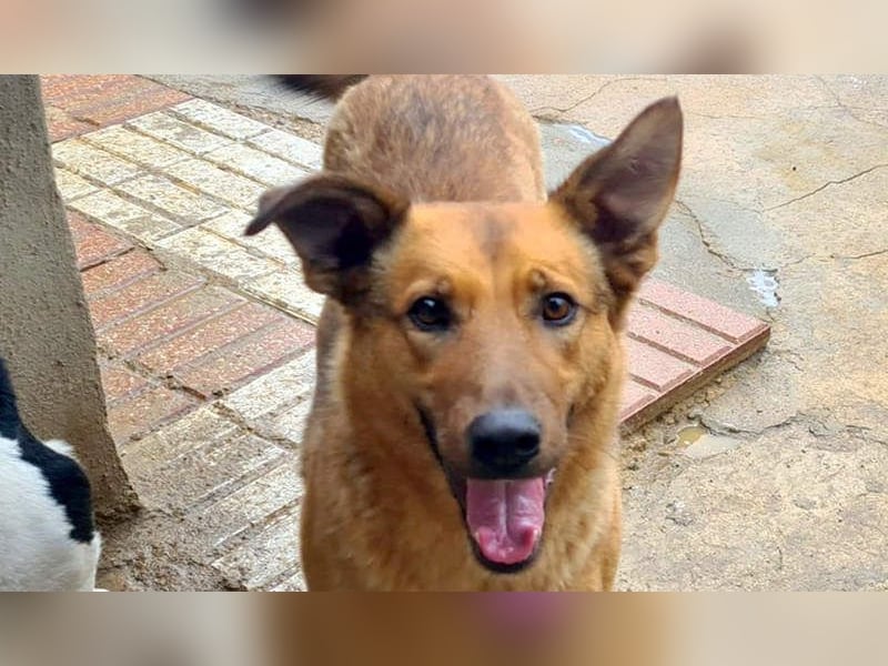 Bildschöne GINGER-liebe, sanfte, soziale, gehorsame, verschmuste Seele sucht Zuhause