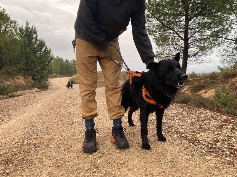 THOR - feinfühlig, liebevoll und anhänglich