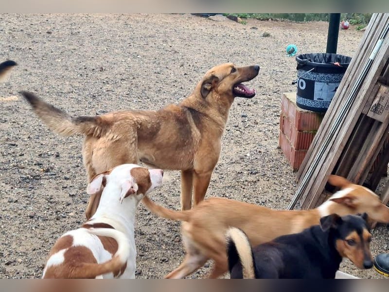 Bildschöne GINGER-liebe, sanfte, soziale, gehorsame, verschmuste Seele sucht Zuhause