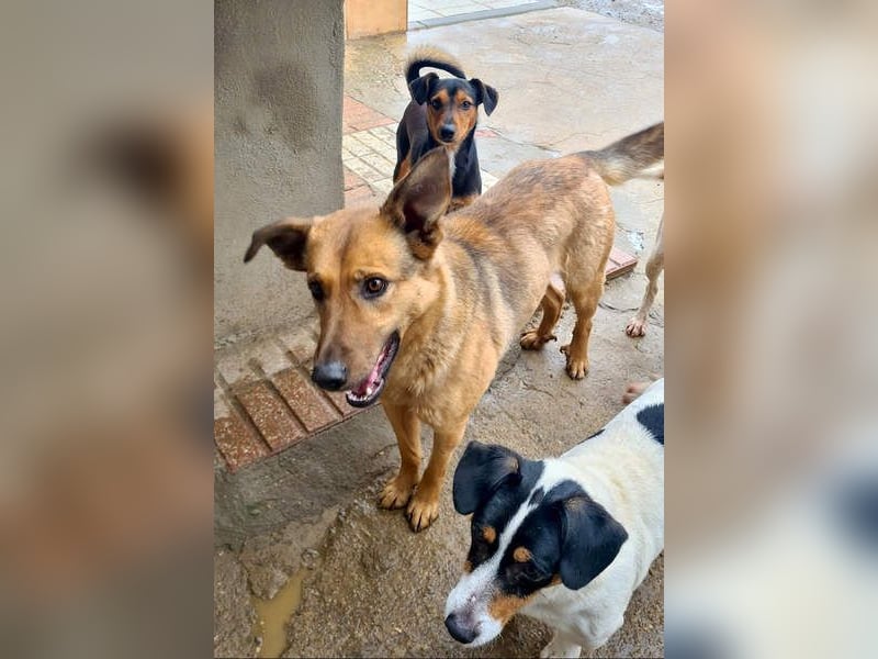 Bildschöne GINGER-liebe, sanfte, soziale, gehorsame, verschmuste Seele sucht Zuhause