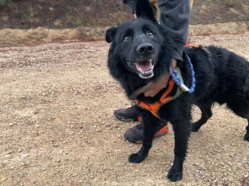 THOR - feinfühlig, liebevoll und anhänglich