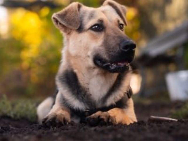 HENRIETTA-sanfte Seele auf der Suche nach Vertrauen und Liebe