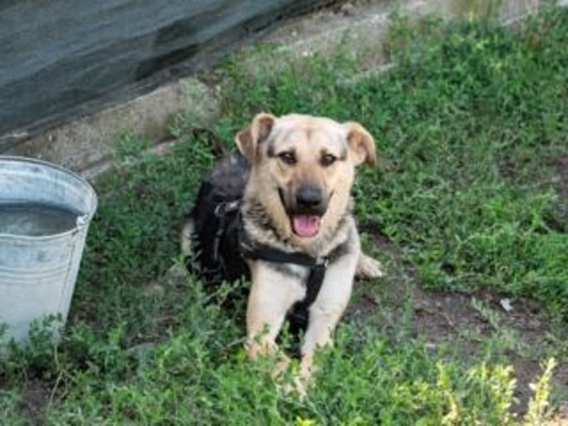 HENRIETTA-sanfte Seele auf der Suche nach Vertrauen und Liebe