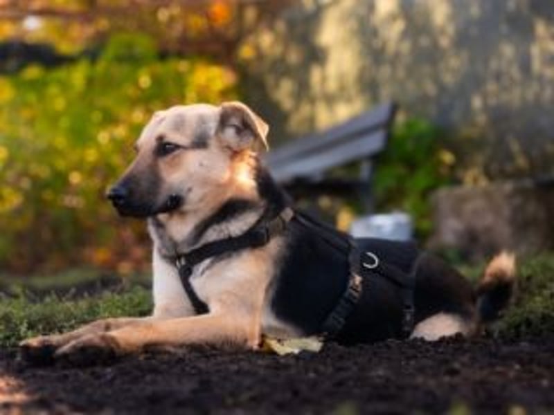 HENRIETTA-sanfte Seele auf der Suche nach Vertrauen und Liebe