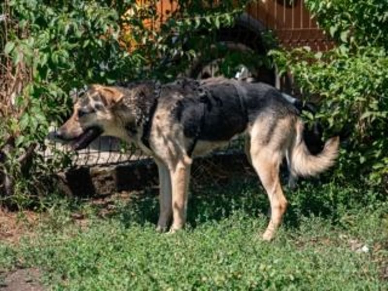 HENRIETTA-sanfte Seele auf der Suche nach Vertrauen und Liebe