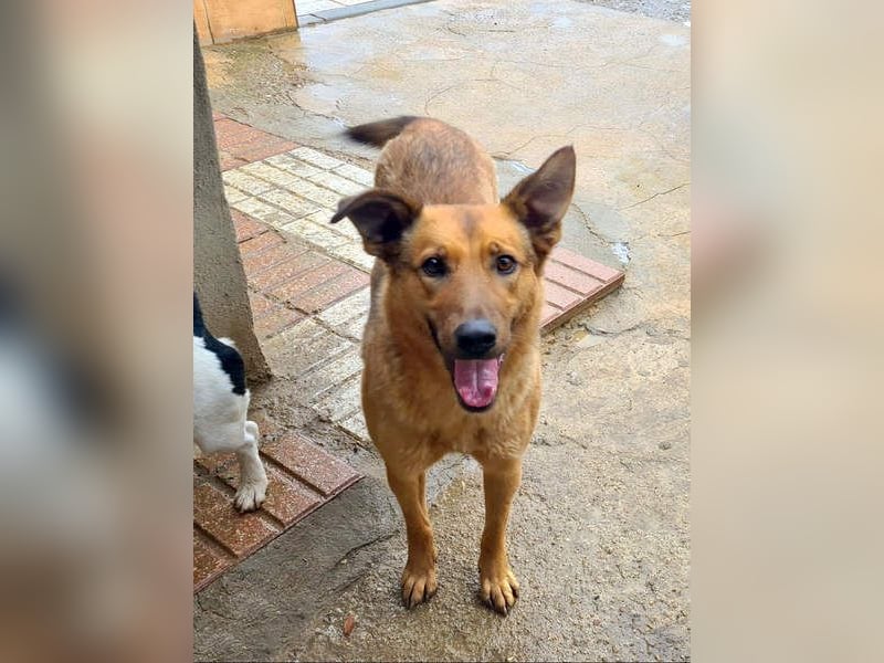 Bildschöne GINGER-liebe, sanfte, soziale, gehorsame, verschmuste Seele sucht Zuhause