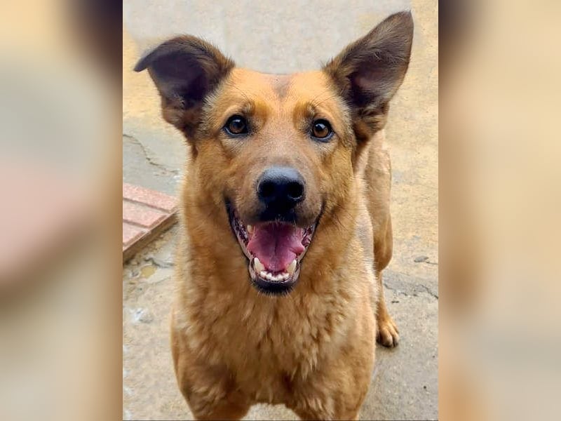 Bildschöne GINGER-liebe, sanfte, soziale, gehorsame, verschmuste Seele sucht Zuhause