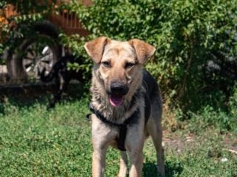 HENRIETTA-sanfte Seele auf der Suche nach Vertrauen und Liebe