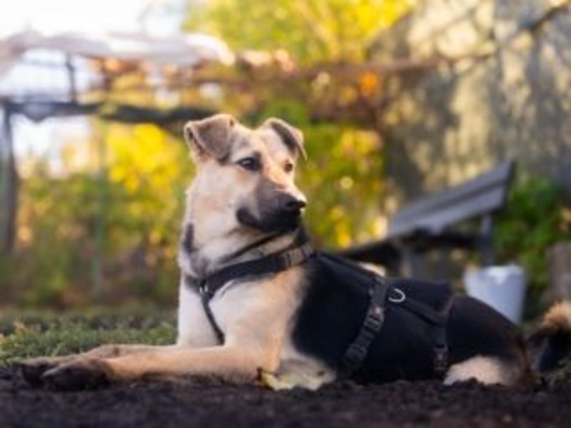 HENRIETTA-sanfte Seele auf der Suche nach Vertrauen und Liebe