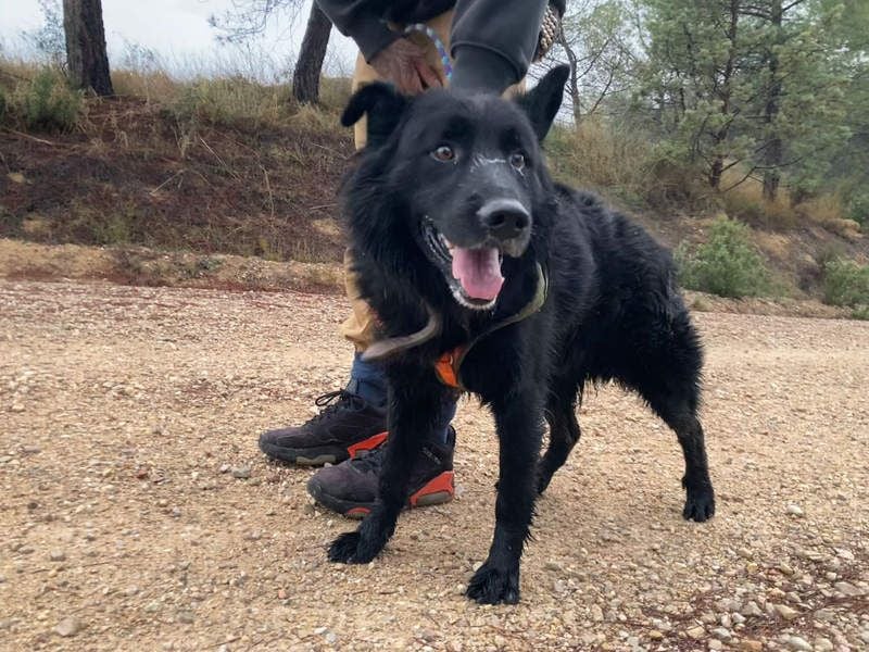 THOR - feinfühlig, liebevoll und anhänglich