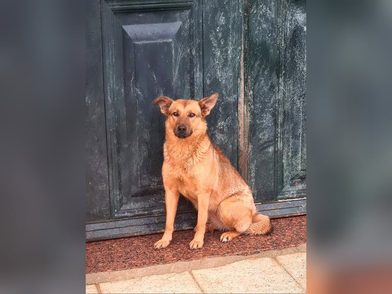 Bildschöne GINGER-liebe, sanfte, soziale, gehorsame, verschmuste Seele sucht Zuhause