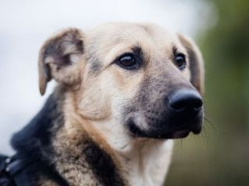 HENRIETTA-sanfte Seele auf der Suche nach Vertrauen und Liebe