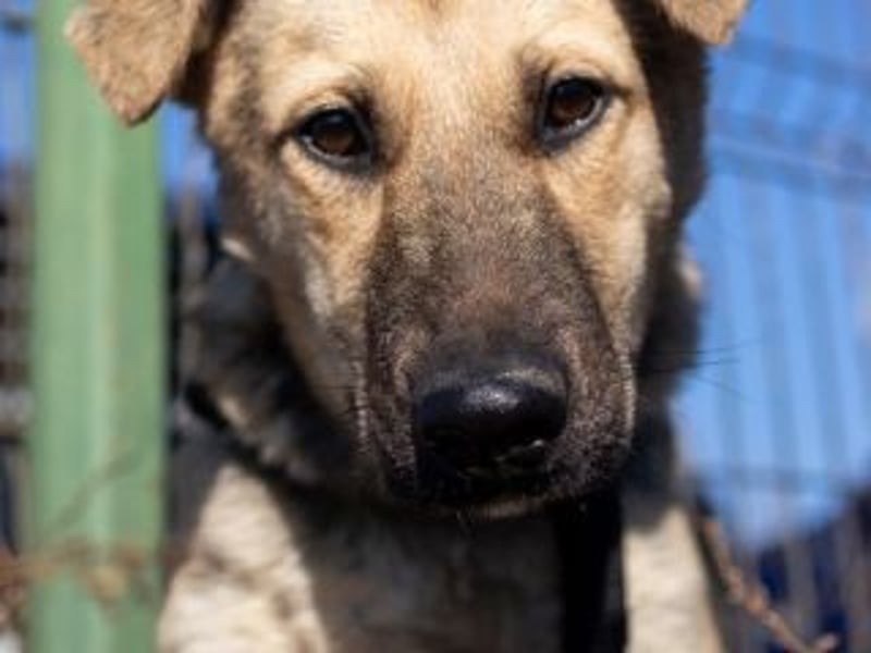 HENRIETTA-sanfte Seele auf der Suche nach Vertrauen und Liebe