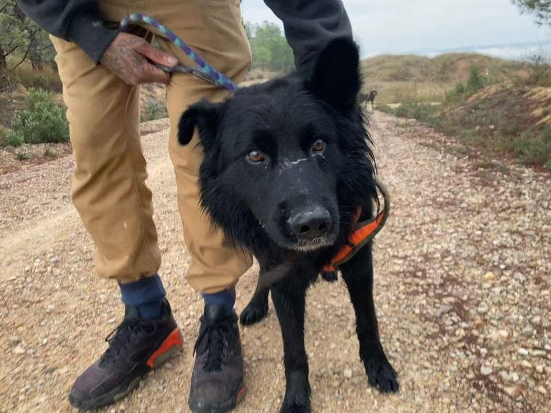 THOR - feinfühlig, liebevoll und anhänglich