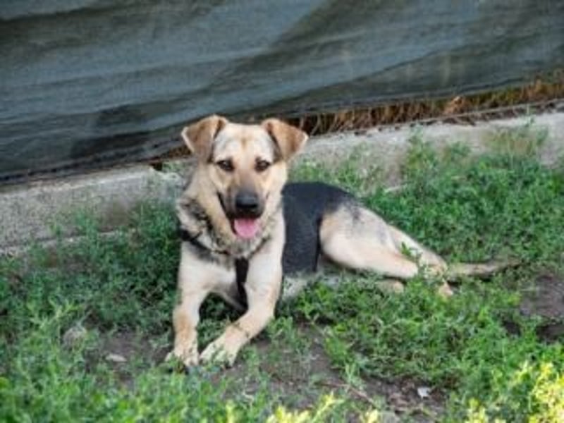 HENRIETTA-sanfte Seele auf der Suche nach Vertrauen und Liebe