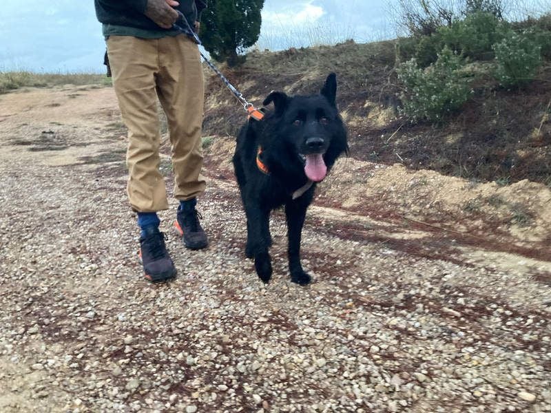 THOR - feinfühlig, liebevoll und anhänglich