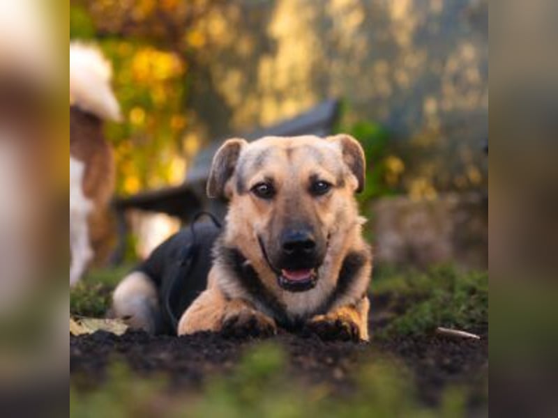 HENRIETTA-sanfte Seele auf der Suche nach Vertrauen und Liebe