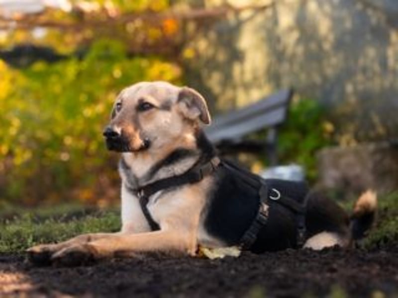 HENRIETTA-sanfte Seele auf der Suche nach Vertrauen und Liebe