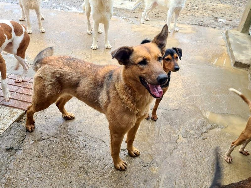 Bildschöne GINGER-liebe, sanfte, soziale, gehorsame, verschmuste Seele sucht Zuhause