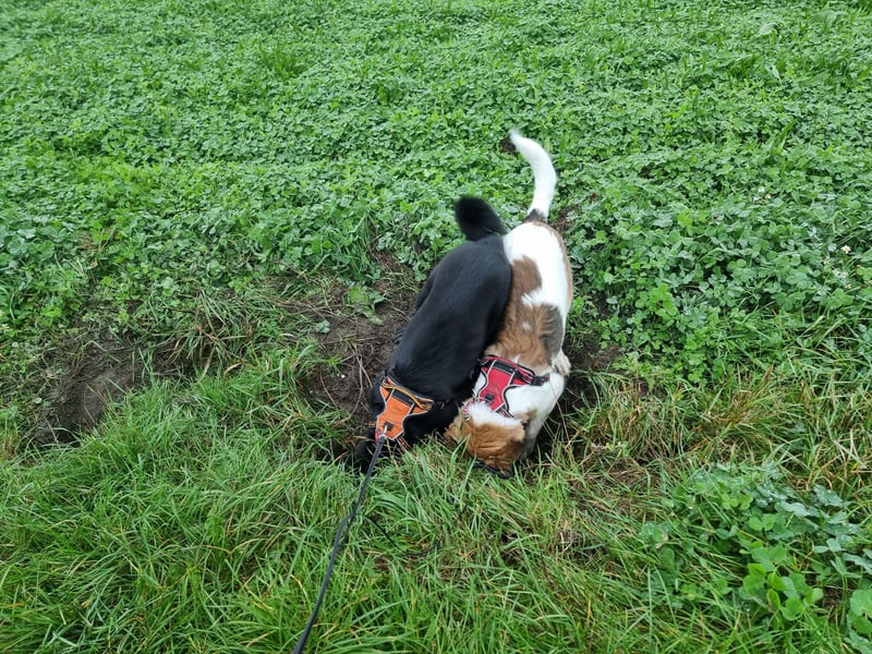 2 wundervolle Mädchen