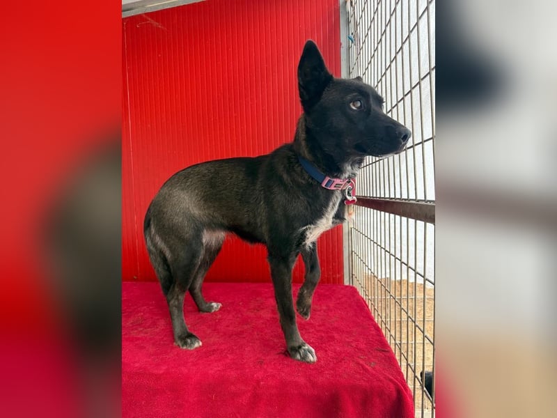 Lola, Schäferhund-Mix, Hündin, geb. am 17.09.2024, 45 cm, 15 kg Lola, Schäferhund-Mix, Hündin, geb. am 17.09.2024, 45 cm, 15 kg