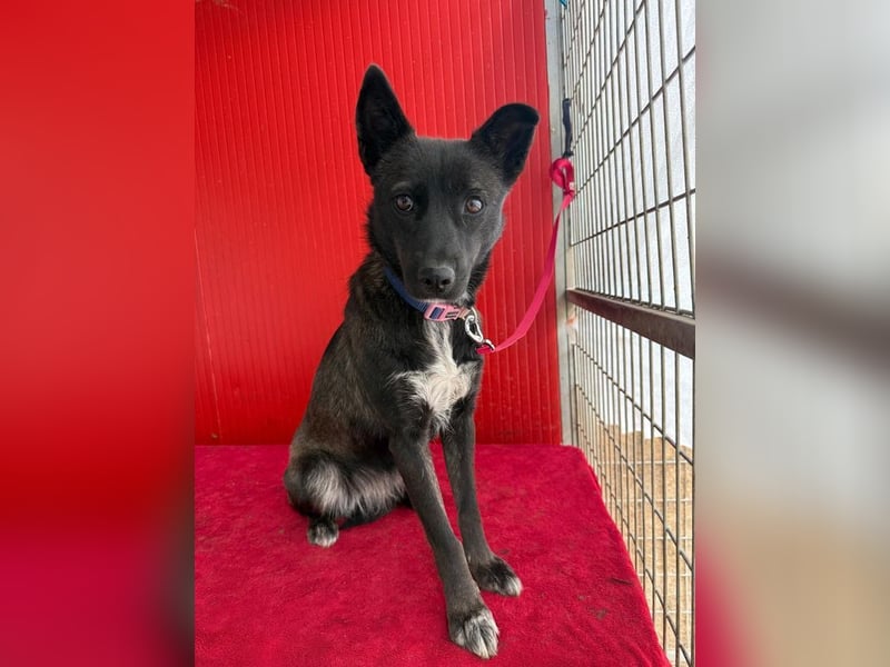 Lola, Schäferhund-Mix, Hündin, geb. am 17.09.2024, 45 cm, 15 kg Lola, Schäferhund-Mix, Hündin, geb. am 17.09.2024, 45 cm, 15 kg