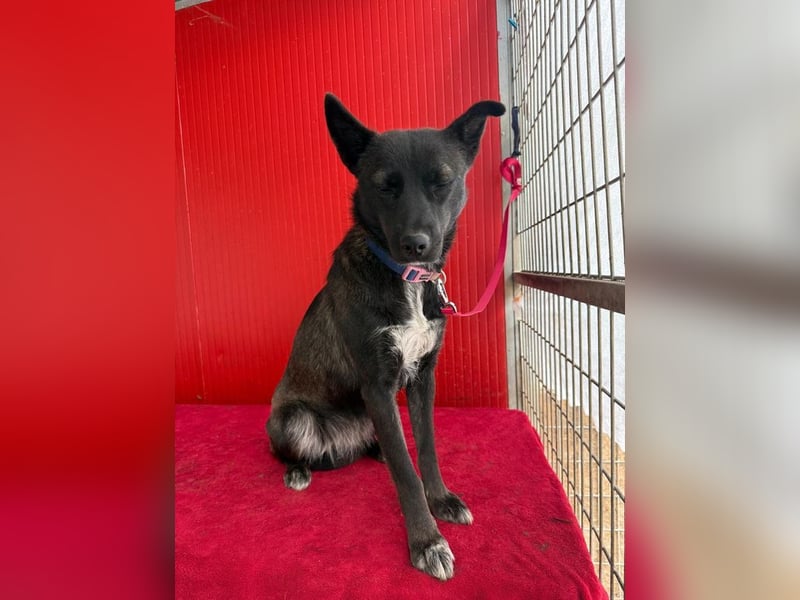 Lola, Schäferhund-Mix, Hündin, geb. am 17.09.2024, 45 cm, 15 kg Lola, Schäferhund-Mix, Hündin, geb. am 17.09.2024, 45 cm, 15 kg